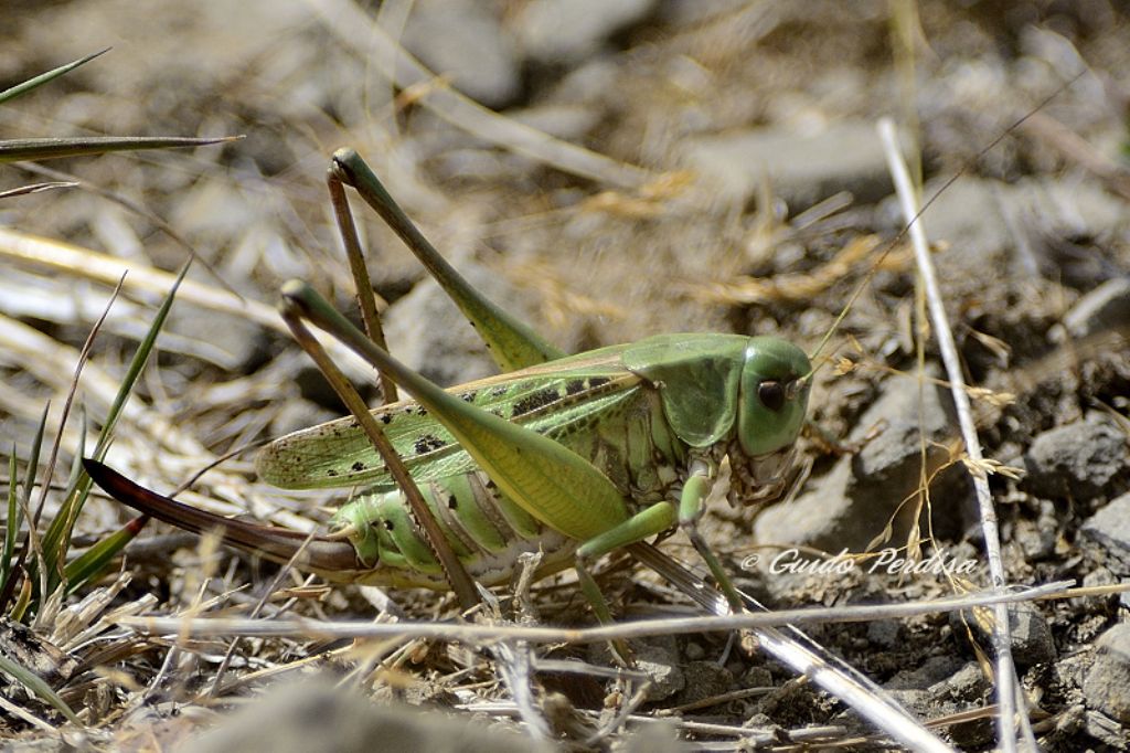 AIUTO ID Orthoptera 03